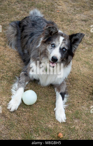 Nach Koolie Hund mit Ball. Dieser Hund zeigt die typische Hälfte schwarzen Gesicht und sektoralen Heterochromia (gemischt farbigen Augen), die bei dieser Rasse gemein sind Stockfoto