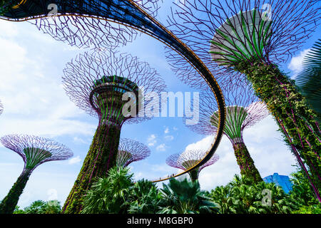 Supertree Grove, Gärten durch die Bay, Marina Bay, Singapore Stockfoto