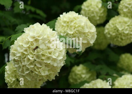 Weiße Hortensien oder hortensia Stockfoto
