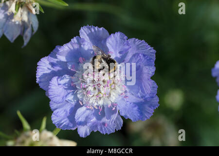 Kaukasische scabious, Höstvädd (Scabiosa caucasica) Stockfoto