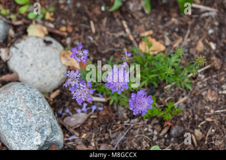 "Schmetterling blau" Kleine scabious, Fältvädd (Scabiosa kolumbarien) Stockfoto