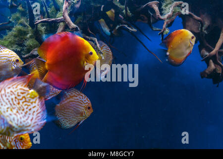 Bunten tropischen Diskus Fische im Aquarium Stockfoto