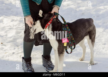 Frau, die versucht, eine Prise Kragen auf ihrer Husky PET-Hund zu tragen Stockfoto