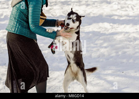 Frau, die versucht, eine Prise Kragen auf ihrer Husky PET-Hund zu tragen Stockfoto