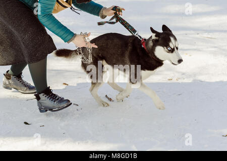 Frau, die versucht, eine Prise Kragen auf ihrer Husky PET-Hund entfliehen Sie zu tragen Stockfoto