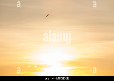 Seagull Silhouette über dem Meer bei Sonnenuntergang. Konzept der Harmonie und Ruhe. Stockfoto