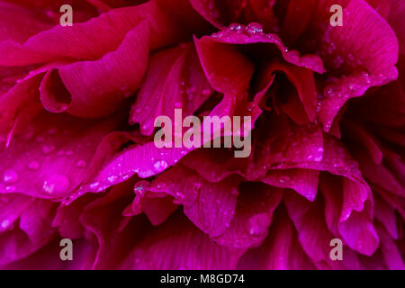 Rosa glänzenden Regentropfen auf Pfingstrose Blütenblatt. Sanfte luftig künstlerische Bild mit Soft Focus. Stockfoto