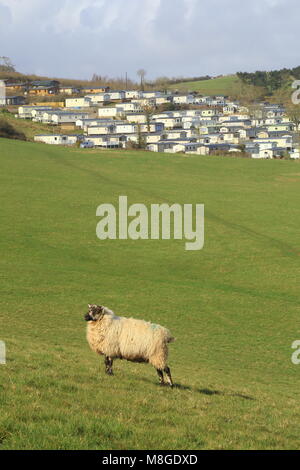 Schafe auf Ackerland in der Nähe von Ladram Bay in East Devon Stockfoto