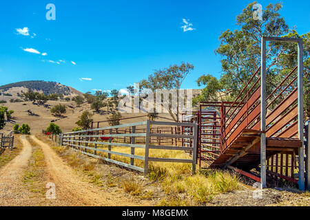 Schafe auf der Weide und Beladestation in New South Wales, Australien Stockfoto