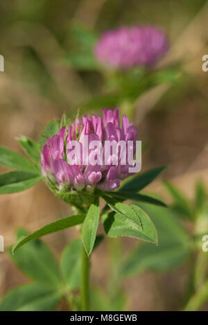 Trifolium pratense Stockfoto