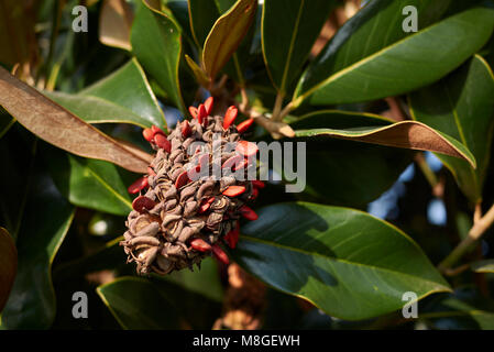 Magnolia grandiflora Früchte Stockfoto