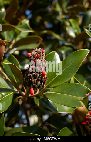 Magnolia grandiflora Früchte Stockfoto