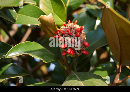 Magnolia grandiflora Früchte Stockfoto