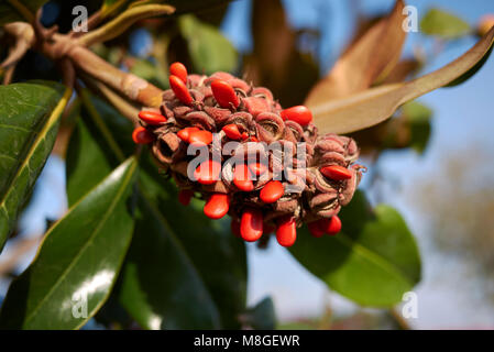 Magnolia grandiflora Früchte Stockfoto