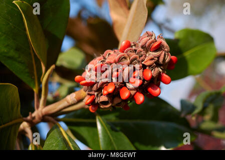 Magnolia grandiflora Früchte Stockfoto