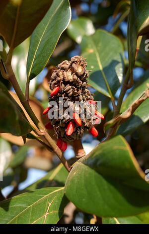 Magnolia grandiflora Früchte Stockfoto