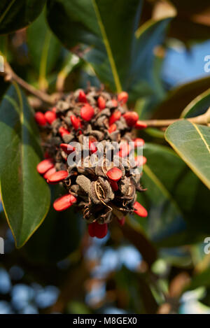 Magnolia grandiflora Früchte Stockfoto