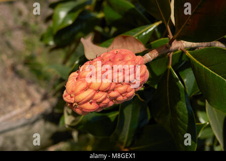 Magnolia grandiflora Früchte Stockfoto