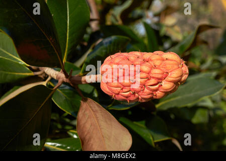 Magnolia grandiflora Früchte Stockfoto