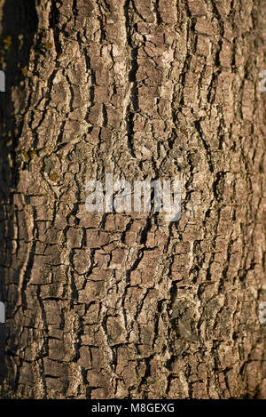 Quercus ilex Rinde Stockfoto