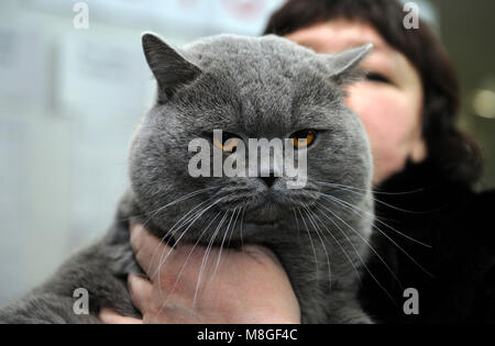 Britisch Kurzhaar Katze Unter Blumen Stockfoto Bild