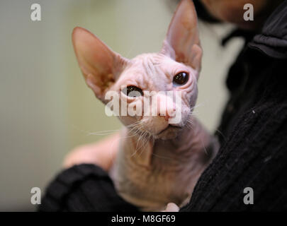 Owner's Hand halten einer Katze von sphynx Rasse. Die Konkurrenz zwischen den größten Katzen in der Ukraine. Katze zeigen. März 3, 2018. Kiew, Ukraine Stockfoto