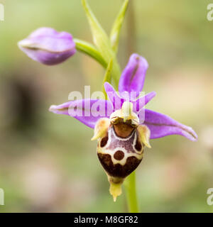 Ophrys apifera Orchidee blüht auf der Insel Kreta im Frühling Stockfoto