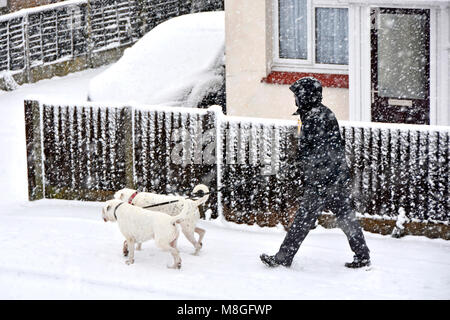 Schneit hart für Hund Walker Mann in kaltem Wetter Winter Schnee Sturm Szene gehen zwei weiße Hunde Pflaster in fallenden Schnee Essex England Großbritannien Stockfoto