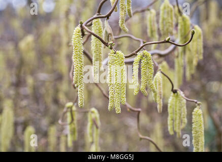 Corylus avellana 'Contorta' Palmkätzchen im späten Winter. Korkenzieher Hasel. Stockfoto