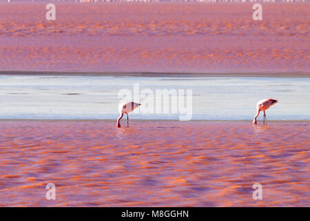 Laguna Colorada, Flamingos, Bolivien. Puna Flamingo. Tierwelt der Anden. Rote Lagune Stockfoto