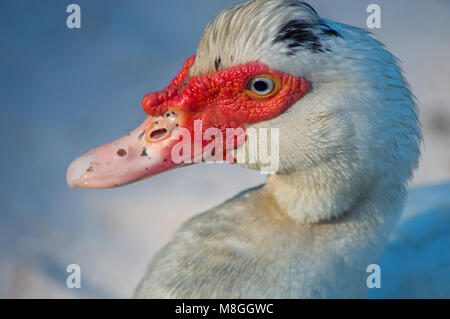 Muscovy duck Close up. Dieses schöne Ente hat blaue Augen und die Spezifikationen von Schwarz auf seine Federn und Bill macht ihn einzigartig. Stockfoto