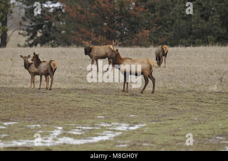 Gruppe von Elk auf einem Bauernhof in Washington Stockfoto