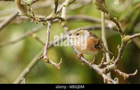 Eine atemberaubende Bergfink (Fringilla montifringilla) auf dem Zweig eines Magnolienbaum thront. Stockfoto