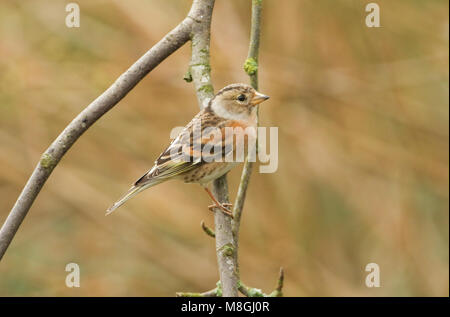 Eine atemberaubende Bergfink (Fringilla montifringilla) auf dem Zweig eines Magnolienbaum thront. Stockfoto