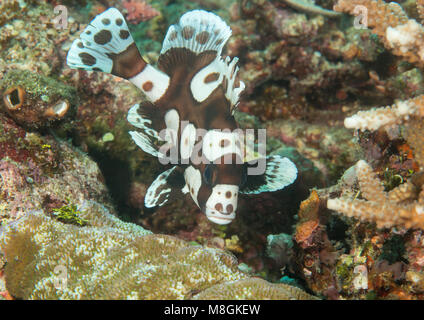 Harlekin Süßlippen juvenile (Plectorhinchus chaetodonoides) Schwimmen auf Korallen von Bali. Jugendliche imitieren die Bewegung eines giftigen Plattwurm für de Stockfoto