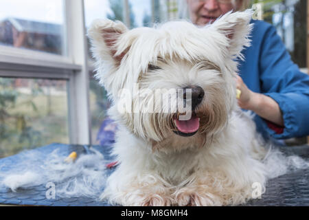 Detailansicht der Pflege der West Highland White Terrier Hund. Hund liegt auf dem Tisch und schaut in die Kamera. Stockfoto