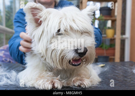Detailansicht des Kopfes der präparierten West Highland White Terrier Hund Stockfoto