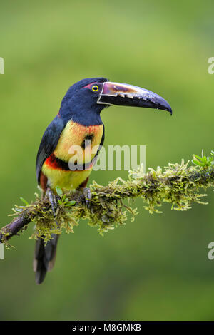 Collared Pteroglossus Aracari - Torquatus, schöne bunte Toucan von Costa Rica aus Wald. Stockfoto