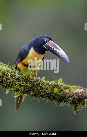 Collared Pteroglossus Aracari - Torquatus, schöne bunte Toucan von Costa Rica aus Wald. Stockfoto