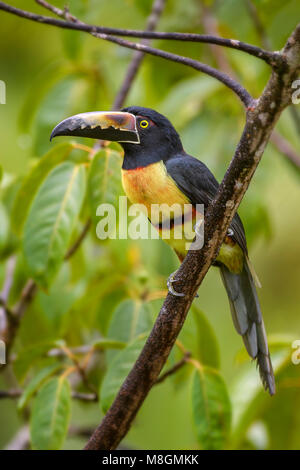 Collared Pteroglossus Aracari - Torquatus, schöne bunte Toucan von Costa Rica aus Wald. Stockfoto