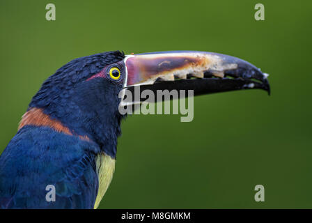 Collared Pteroglossus Aracari - Torquatus, schöne bunte Toucan von Costa Rica aus Wald. Stockfoto