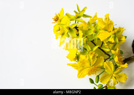 Gelb Apricot Blume isoliert auf weißem Hintergrund, traditionellen Neujahrsfest in Vietnam. Stockfoto