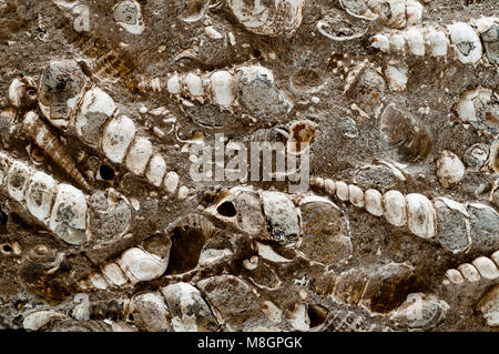 Kegel Turritella (Spirale) und clam Fossilien in Kalkstein in SW Idaho gefunden Stockfoto