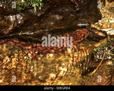 Dicamptodon tenebrosus (Küsten Riesensalamander) erwachsenen Trillium fällt. Stockfoto