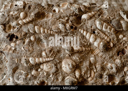 Kegel Turritella (Spirale) und clam Fossilien in Kalkstein in SW Idaho gefunden Stockfoto