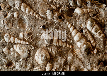 Kegel Turritella (Spirale) und clam Fossilien in Kalkstein in SW Idaho gefunden Stockfoto