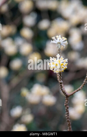 Edgeworthia Chrysantha. Papier bush Strauch Blumen. Seite des Rahmens Stockfoto