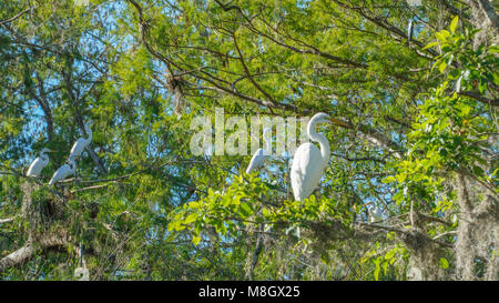 Egret im Sumpf. Stockfoto