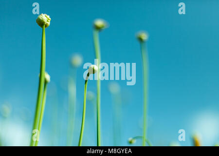 Tolle Aussicht auf Blumen blühen im Garten in der Mitte des sonnigen Frühlingstag mit blauen Himmel Landschaft Stockfoto