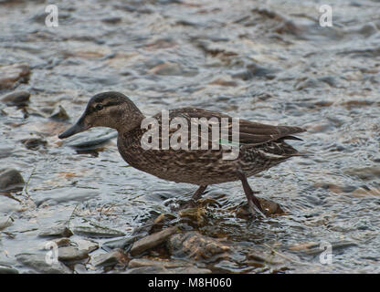 Green-winged Teal. Die kleinste Der plantschen, Enten, das green-winged teal Nester in den nördlichen Regionen von Nordamerika und Winter bis weit südlich von Mittelamerika und der Karibik. Stockfoto